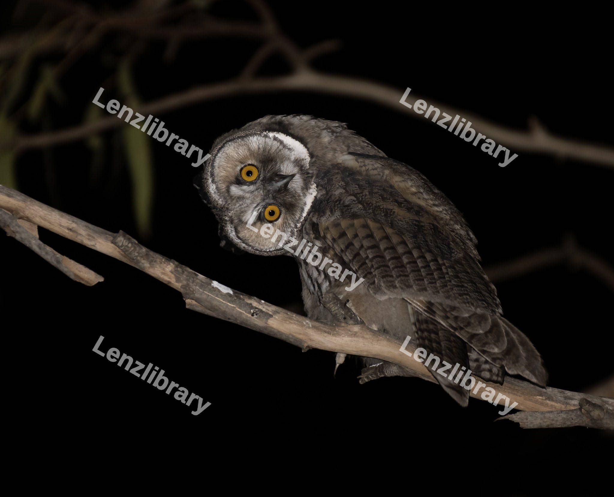 Long-eared Owl